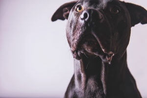 Fotografía de mascotas en Oviedo, Asturias.
