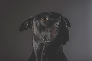 Fotografía de mascotas en Oviedo, Asturias.